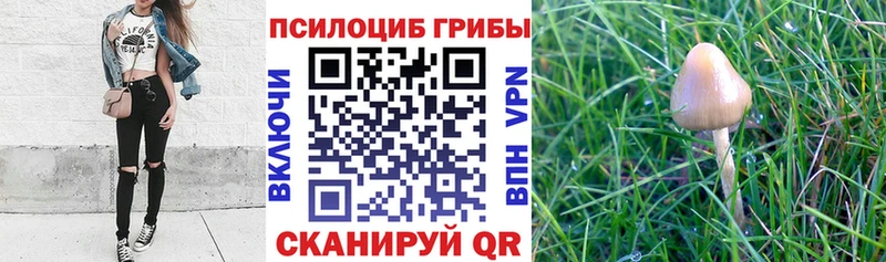 Галлюциногенные грибы Magic Shrooms  купить наркотик  Зея 